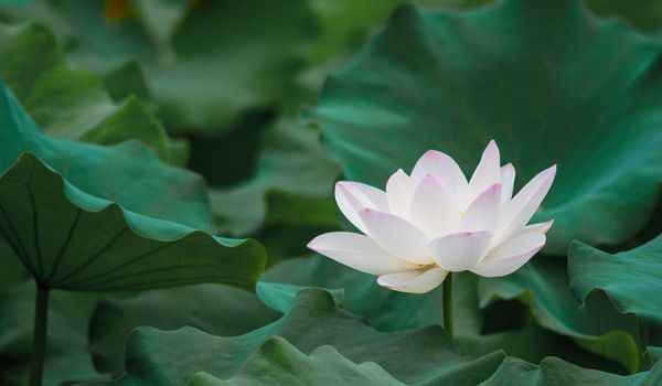 jeune-geneve-se-reposer-jeunant-guerir-microbiote-intermittent-nutrition-sonotherapie-diete-alimentation-jeuner-mediation-yoga-sejours-bains-sonores-spa-etude-chuv-randonnee